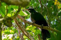 Tui, juvenile