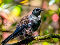 Tui