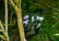 Tui