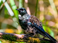 Tui