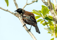 Tui