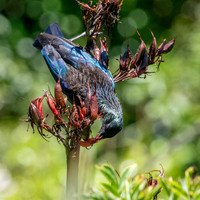 Tui