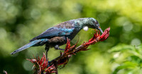 Tui