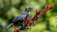 Tui