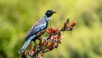 Tui