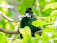 Tui