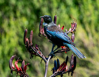 Tui