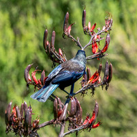 Tui