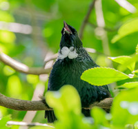 Tui