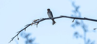 Welcome swallow