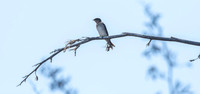 Welcome swallow