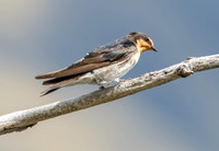 Welcome swallow, juvenile