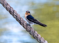 Welcome swallow