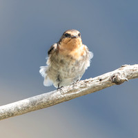 Welcome swallow, juvenile