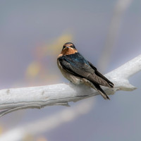Welcome swallow
