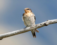 Welcome swallow