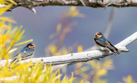 Welcome swallow