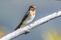 Welcome swallow