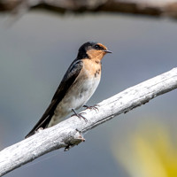 Welcome swallow