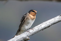 Welcome swallow