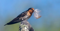 Welcome swallow