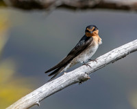 Welcome swallow