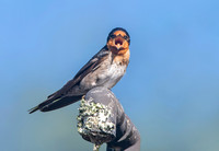 Welcome swallow
