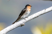 Welcome swallow