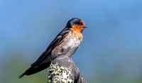 Welcome swallow