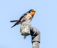 Welcome swallow