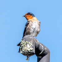 Welcome swallow