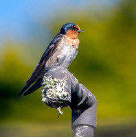 Welcome swallow