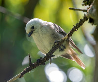 Whitehead - pōpokotea