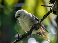 Whitehead - pōpokotea