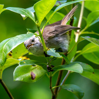 Whitehead - pōpokotea