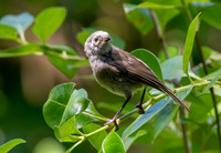 Whitehead - pōpokotea