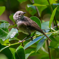 Whitehead - pōpokotea