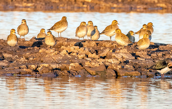 Golden plover