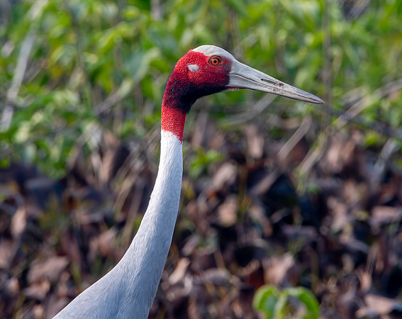 Sarus crane