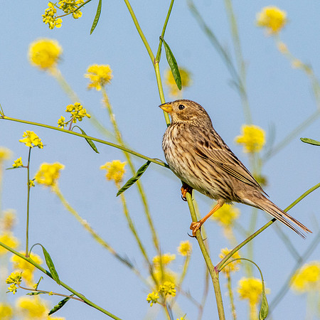Corn bunting