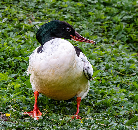 Goosander / common merganser, male