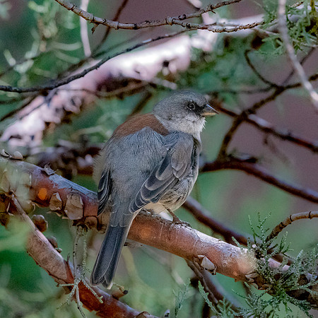 Red-backed Dark eyed junco