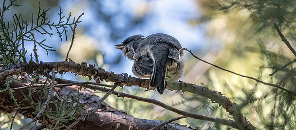 Red-backed Dark eyed junco