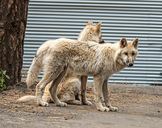 Arctic / Tundra wolf