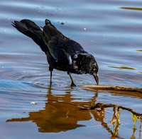 Great tailed grackle