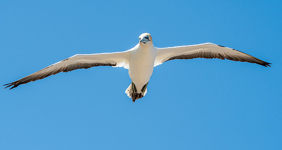 Southern, Australasian Gannet