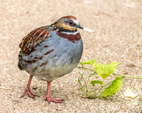 White necklaced partridge