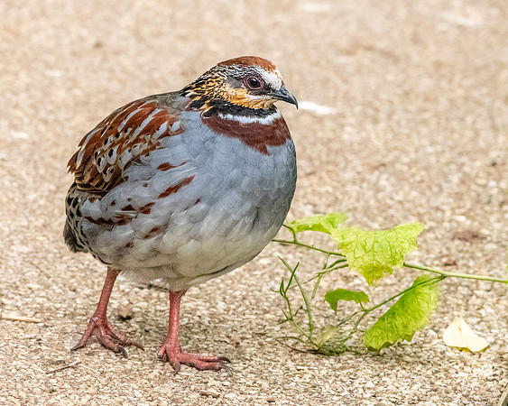White necklaced partridge