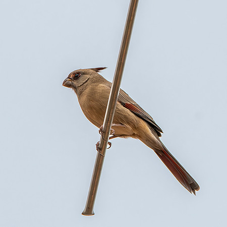 Pyrrhuloxia / Desert cardinal
