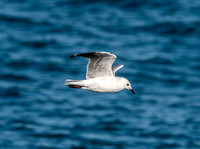Black billed gull